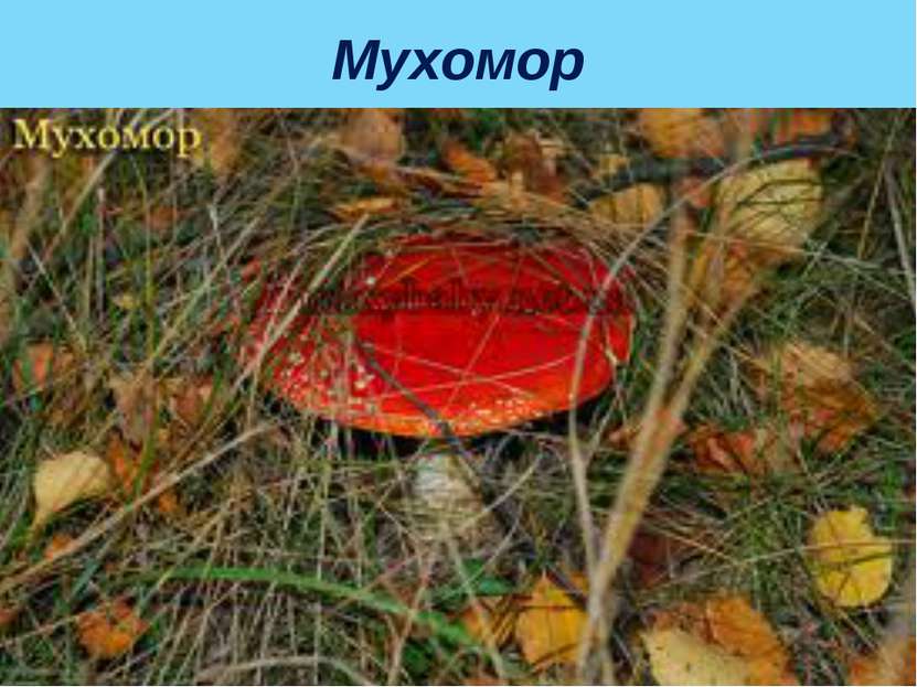 Мухомор