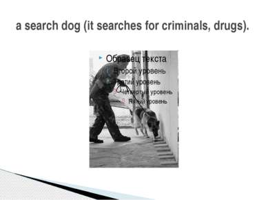 a search dog (it searches for criminals, drugs).