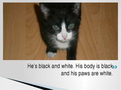 He’s black and white. His body is black and his paws are white.