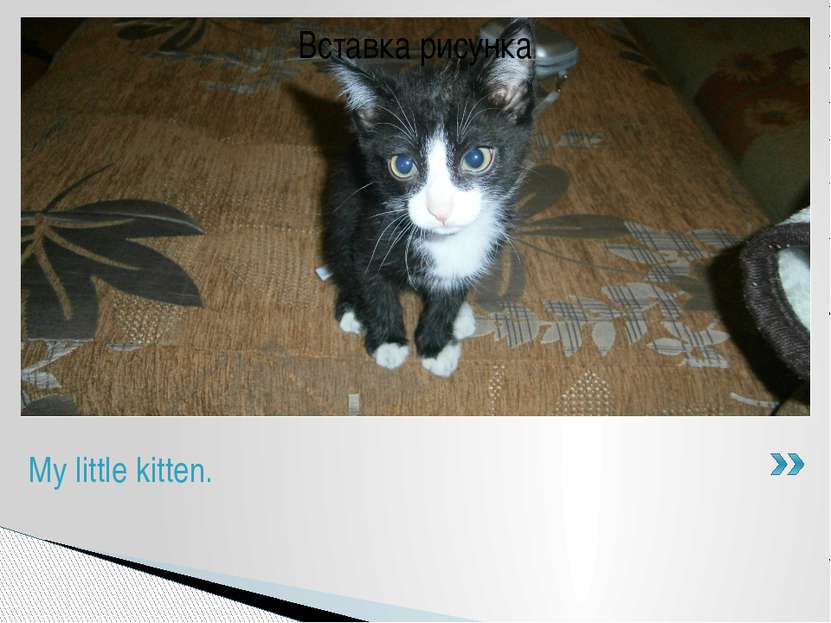 My name is Stanislav. I’ve got a pet. It’s a kitten. It is black and white. H...