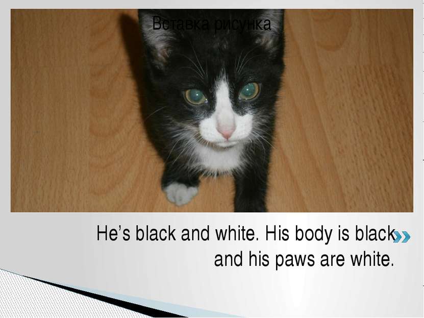 He’s black and white. His body is black and his paws are white.