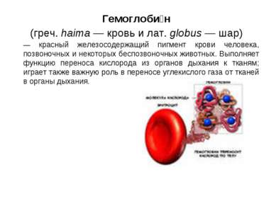 Гемоглоби н (греч. haima — кровь и лат. globus — шар) — красный железосодержа...