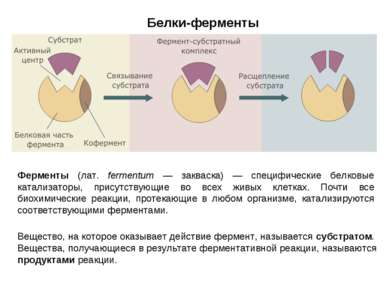 Белки-ферменты Ферменты (лат. fermentum — закваска) — специфические белковые ...