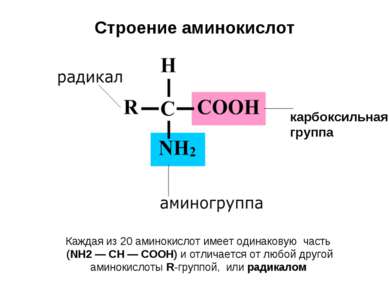 Строение аминокислот карбоксильная группа Каждая из 20 аминокислот имеет один...
