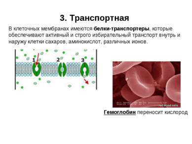 3. Транспортная В клеточных мембранах имеются белки-транспортеры, которые обе...
