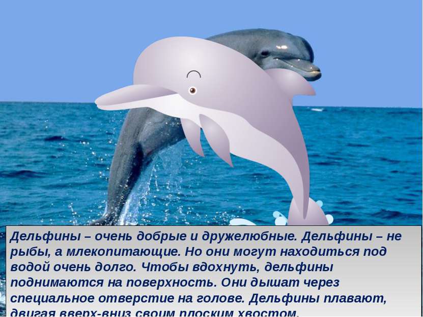 . Дельфины – очень добрые и дружелюбные. Дельфины – не рыбы, а млекопитающие....