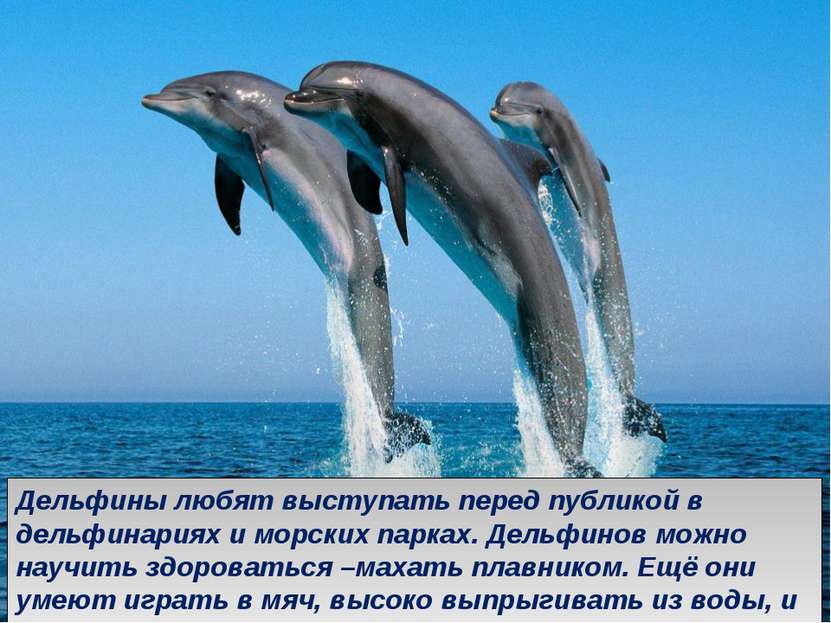 Дельфины любят выступать перед публикой в дельфинариях и морских парках. Дель...