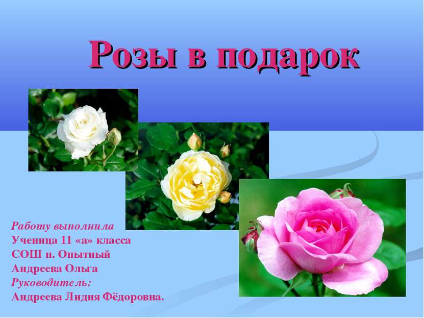 Розы в подарок Работу выполнила Ученица 11 «а» класса СОШ п. Опытный Андреева...