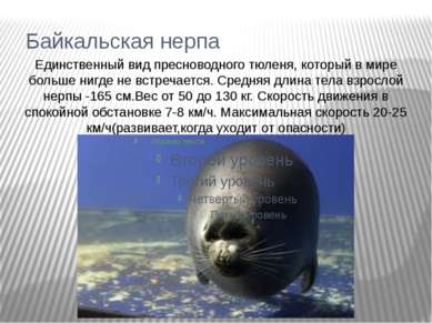 Байкальская нерпа Единственный вид пресноводного тюленя, который в мире больш...