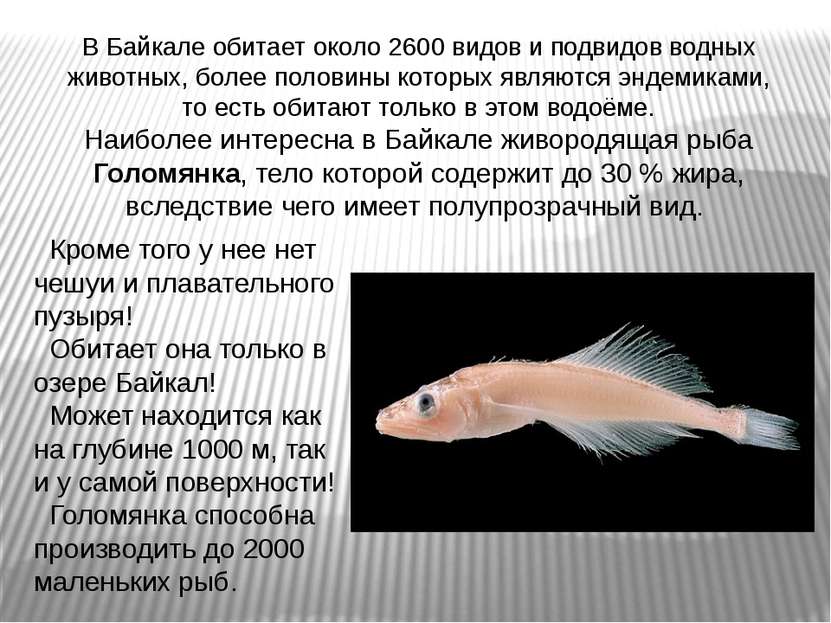 В Байкале обитает около 2600 видов и подвидов водных животных, более половины...