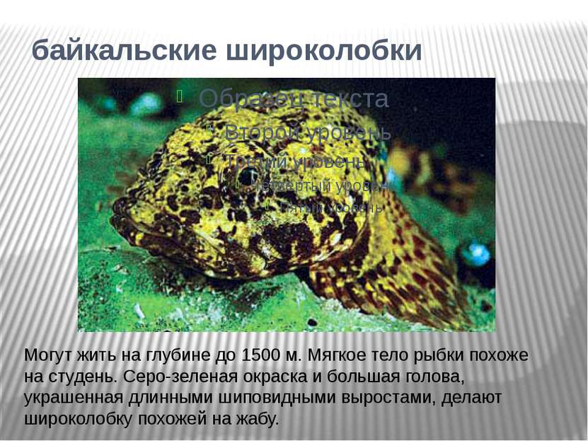 байкальские широколобки Могут жить на глубине до 1500 м. Мягкое тело рыбки по...