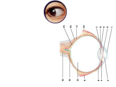 Схема глазного яблока (вертикальный разрез): 1 — роговица; 2 — передняя камер...
