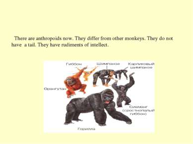 There are anthropoids now. They differ from other monkeys. They do not have a...