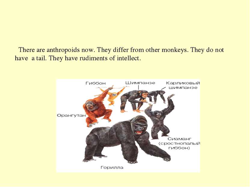 There are anthropoids now. They differ from other monkeys. They do not have a...