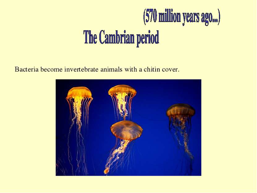 Bacteria become invertebrate animals with a chitin cover.