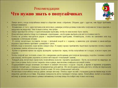 Рекомендации Что нужно знать о попугайчиках Лучше всего, когда попугайчики жи...