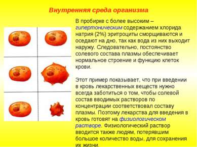 Внутренняя среда организма В пробирке с более высоким – гипертоническим содер...