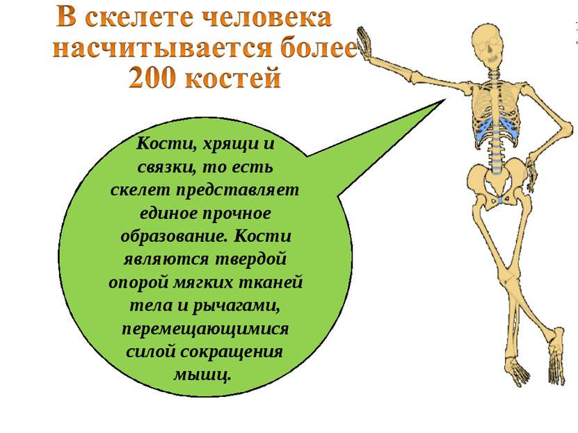 Кости, хрящи и связки, то есть скелет представляет единое прочное образование...
