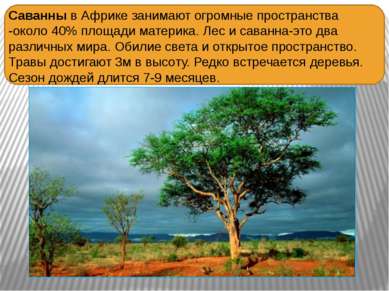 Саванны в Африке занимают огромные пространства -около 40% площади материка. ...