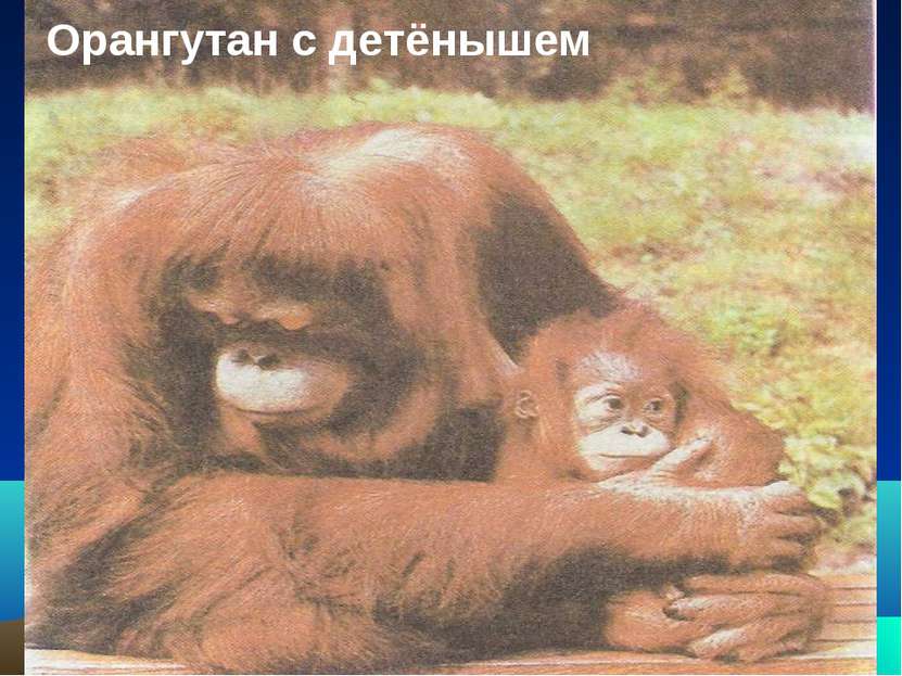 Орангутан с детёнышем