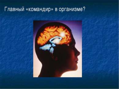 мозг Главный «командир» в организме?