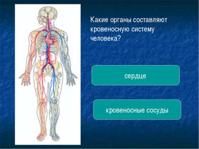 Какие органы составляют кровеносную систему человека? сердце кровеносные сосуды