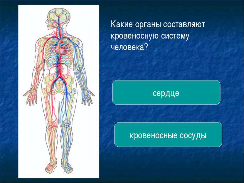 Какие органы составляют кровеносную систему человека? сердце кровеносные сосуды