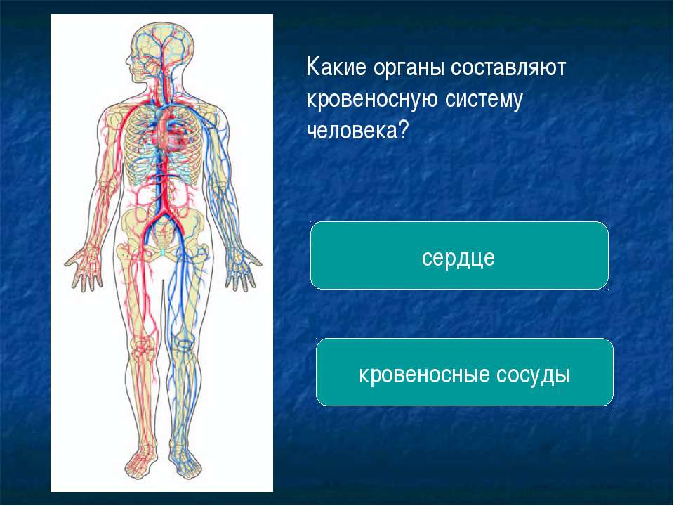 Кровеносная система человека доставляет лекарственные впр. Кровеносная система человека схема 3 класс. Органы кровеносной системы 3 класс окружающий. Органы составляющие кровеносную систему. Кровеносная система организма 3 класс.