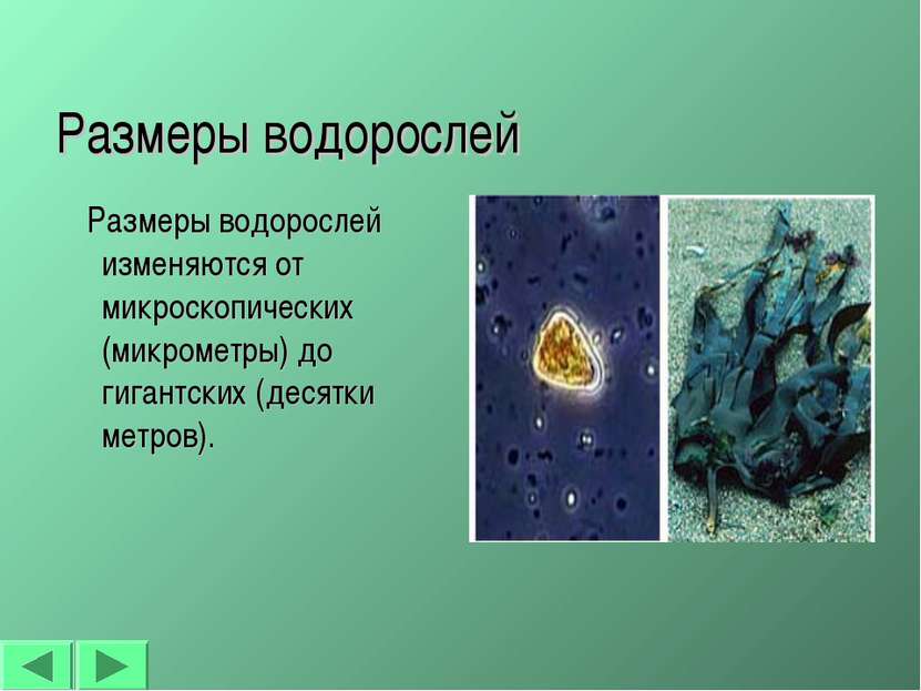 Размеры водорослей Размеры водорослей изменяются от микроскопических (микроме...