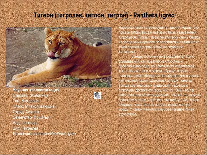 Тигеон (тигролев, тиглон, тигрон) - Panthera tigreo Научная классификация Цар...