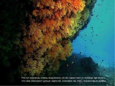 Растут кораллы очень медленно, но их нарастает в глубине так много, что они о...