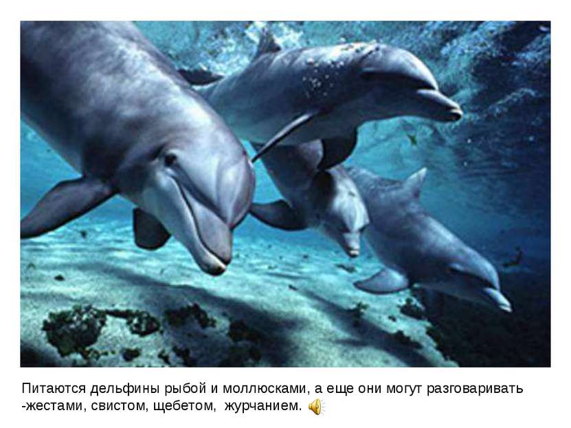 Питаются дельфины рыбой и моллюсками, а еще они могут разговаривать -жестами,...