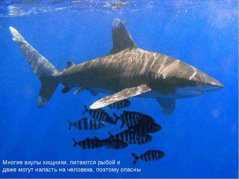 Многие акулы хищники, питаются рыбой и даже могут напасть на человека, поэтом...