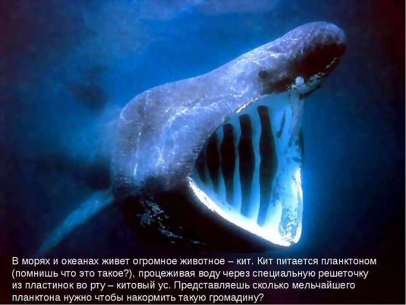В морях и океанах живет огромное животное – кит. Кит питается планктоном (пом...