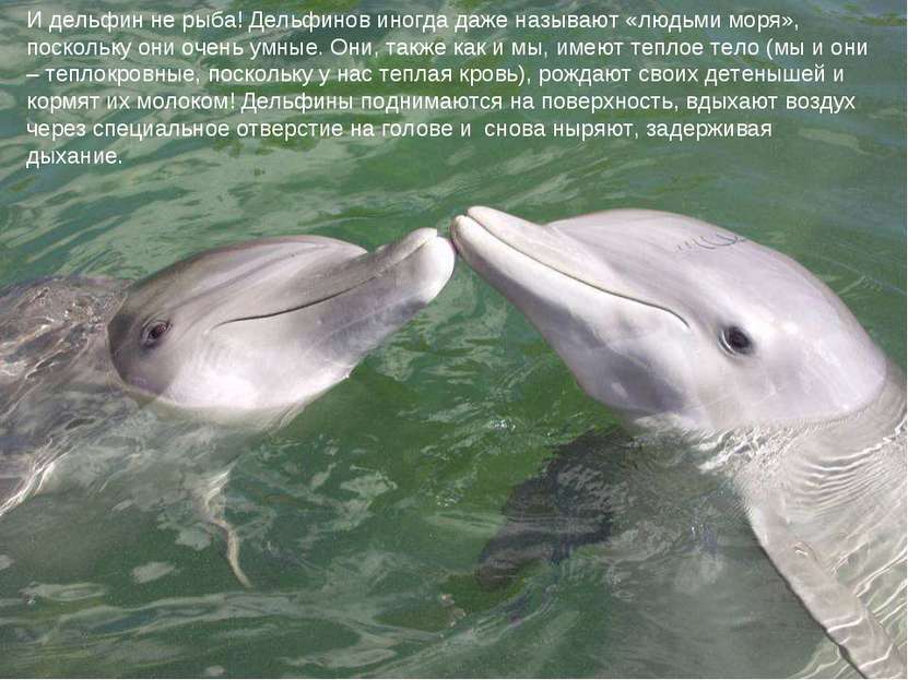 И дельфин не рыба! Дельфинов иногда даже называют «людьми моря», поскольку он...