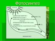 Фотосинтез 9 класс