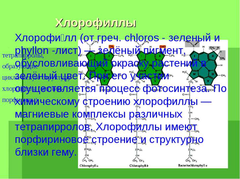 Хлорофиллы тетрапирролы, образующие циклическую структуру хлорофилла (магний-...