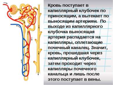 Кровь поступает в капиллярный клубочек по приносящим, а вытекает по выносящим...