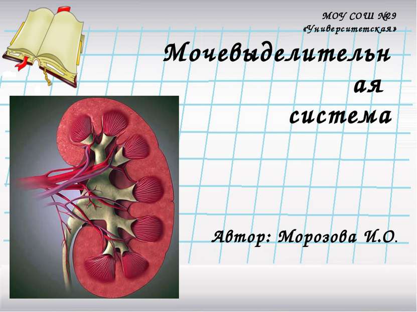 Мочевыделительная система Автор: Морозова И.О. МОУ СОШ №29 «Университетская»