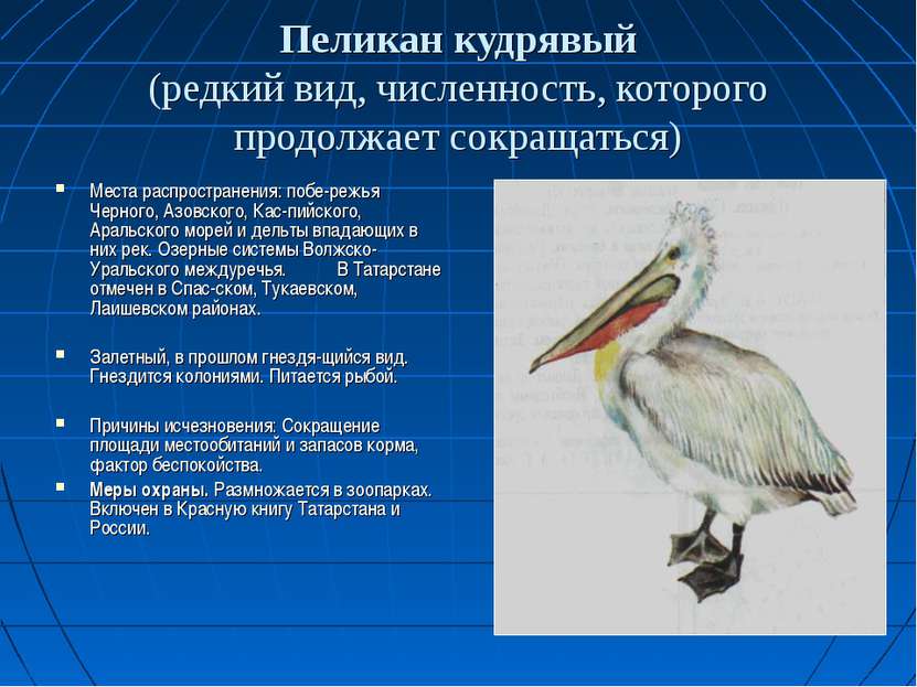 Пеликан кудрявый (редкий вид, численность, которого продолжает сокращаться) М...