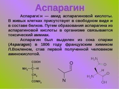 Аспараги н — амид аспарагиновой кислоты. В живых клетках присутствует в свобо...