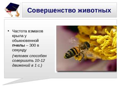 Совершенство животных Частота взмахов крыла у обыкновенной пчелы – 300 в секу...