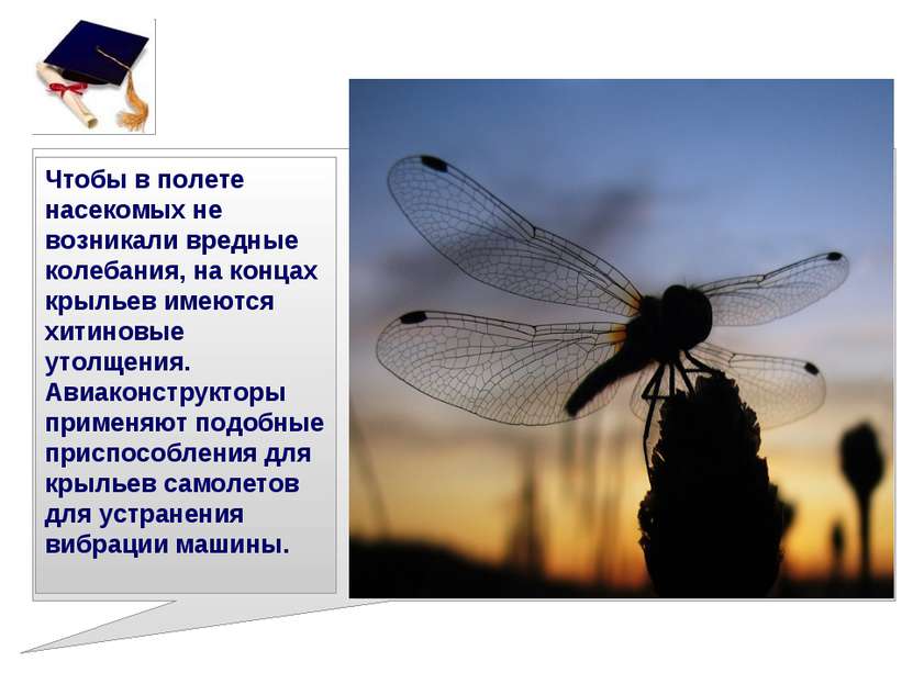 Чтобы в полете насекомых не возникали вредные колебания, на концах крыльев им...