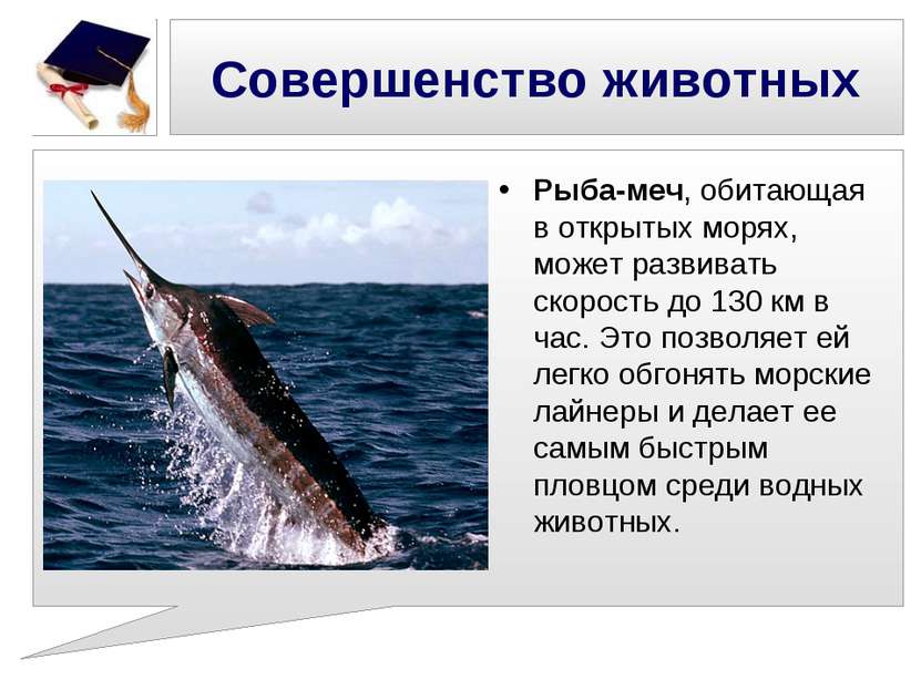 Совершенство животных Рыба-меч, обитающая в открытых морях, может развивать с...