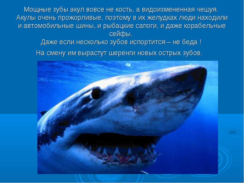 Мощные зубы акул вовсе не кость, а видоизмененная чешуя. Акулы очень прожорли...