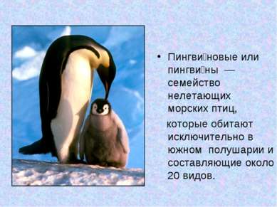 Пингви новые или пингви ны  — семейство нелетающих морских птиц, которые обит...