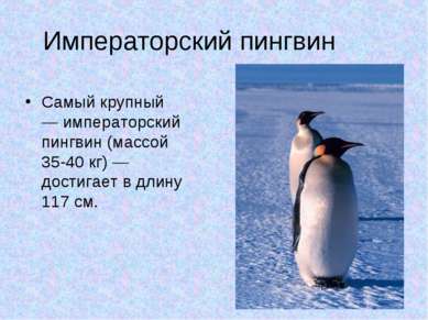 Императорский пингвин Самый крупный — императорский пингвин (массой 35-40 кг)...