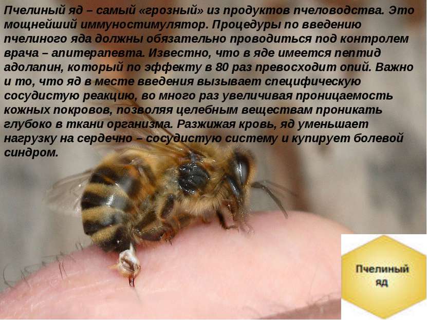 Пчелиный яд – самый «грозный» из продуктов пчеловодства. Это мощнейший иммуно...