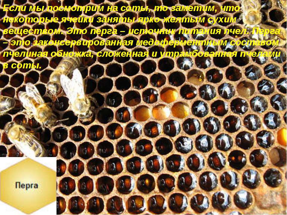 Перга рамка. Продукты жизнедеятельности пчел. Перга пчелиная. Пчелиные отходы. Продукты жизнедеятельности медоносной пчелы.