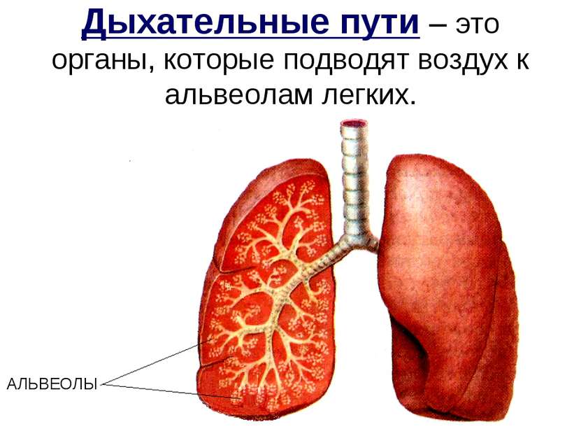 Дыхательные пути – это органы, которые подводят воздух к альвеолам легких. АЛ...